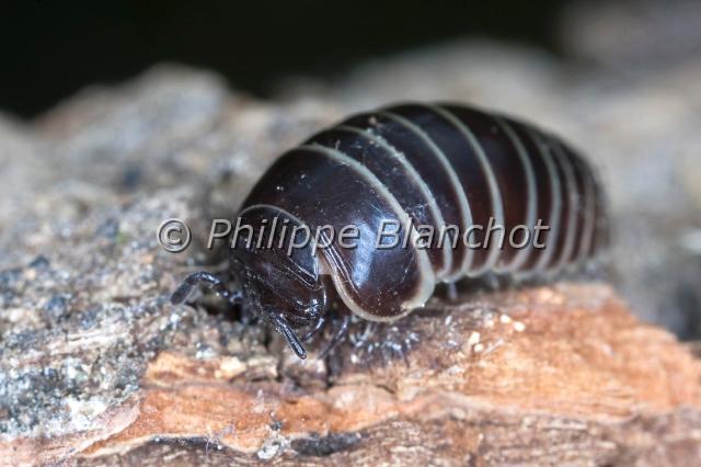 Glomeris marginata.JPG - Glomeris marginataGlomérisPill millipedeMyriapoda, Diplopoda, GlomeridaeFrance